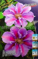 Клематис Ашва (в пакете 2 шт) цена за пакет корневищные (Голландия)