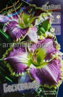 Лилейник Бестселлер (в пакете 1 шт) корневищные (Голландия)