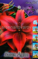 Лилия азиатская Блэк Аут (в пакете 5 шт) цена за пакет луковичные (Голландия)