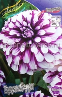 Георгина декоративная Эдинбург (в пакете 1 шт) клубневые (Голландия)