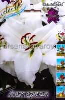 Лилия восточная Астериан (в пакете 5 шт) цена за пакет луковичные (Голландия)