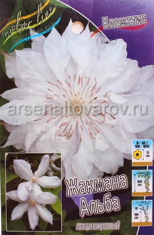 клематис махровый Жакмана Альба (в пакете 2 шт) цена за пакет корневищные (Голландия)
