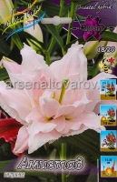 Лилия восточная махровая Амистад цена за пакет (в пакете 5 шт) луковичные (Голландия)