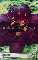 Лилейник махровый Бугиман (в пакете 1 шт) корневищные (Голландия)