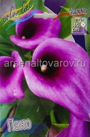 Калла Пако (в пакете 2 шт) цена за пакет клубневые (Голландия)