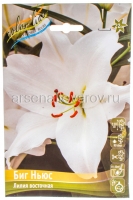 Лилия восточная Биг Ньюс (в пакете 5 шт) цена за пакет луковичные (Голландия)