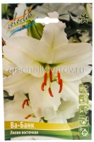 Лилия восточная Ва-Банк (в пакете 5 шт) цена за пакет луковичные (Голландия)