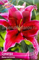 Лилия восточная Суматра (в пакете 5 шт) цена за пакет луковичные (Голландия)