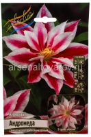 Клематис махровый Андромеда (в пакете 2 шт) цена за пакет корневищные (Голландия)