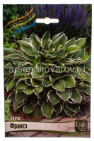 Хоста Франсэ (в пакете 2 шт) цена за пакет корневищные (Голландия)