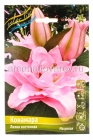 лилия восточная махровая Конамара (в пакете 5 шт) цена за пакет луковичные (Голландия)