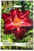 Лилейник махровый Бургунди Лов (в пакете 1 шт) корневищные (Голландия) 