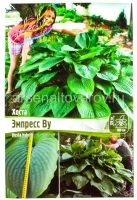 Хоста Эмпресс Ву (в пакете 1 шт) корневищные (Голландия)