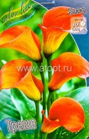 Калла Треже (в пакете 2 шт) цена за пакет клубневые (Голландия)