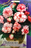 Бегония Пикоти бело-красная (в пакете 3 шт) цена за пакет клубневые (Голландия)