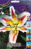 Лилия восточная Арена (в пакете 5 шт) цена за пакет луковичные (Голландия)