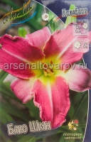 Лилейник Блю Шин (в пакете 1 шт) корневищные (Голландия)