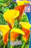 Калла Флейм (в пакете 2 шт) цена за пакет клубневые (Голландия)