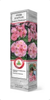 Роза флорибунда Джекис Фейворит саженцы (Россия)