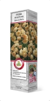 Роза флорибунда Дольче Вита саженцы (Россия)