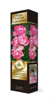 Роза флорибунда Жарден де Франс саженцы (Россия)