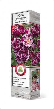 роза флорибунда Нью Имэджин саженцы (Россия)