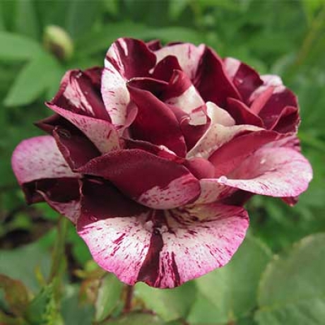 роза флорибунда Нью Имэджин саженцы (Россия)