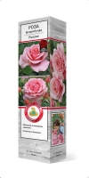 Роза флорибунда Поэзия саженцы (Россия)