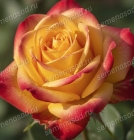 роза чайно-гибридная Амбианс саженцы (Россия)