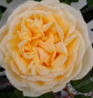 роза чайно-гибридная Белла ди Тоди саженцы (Россия)