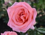 Роза чайно-гибридная Бермуда саженцы (Россия)