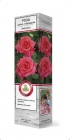 роза чайно-гибридная Импульс саженцы (Россия)