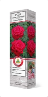Роза чайно-гибридная Софи Лорен саженцы (Россия)