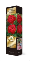 Роза чайно-гибридная Травиата саженцы (Россия)