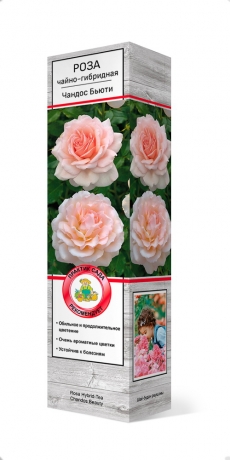 роза чайно-гибридная Чандос Бьюти саженцы (Россия)