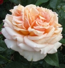 роза чайно-гибридная Таити саженцы (Россия)