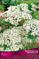 Тысячелистник обыкновенный (в пакете 1 шт) корневищные (Голландия)