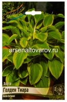 Хоста Голден Тиара (в пакете 1 шт) корневищные (Голландия)