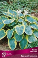 Хоста Зибольда Фрэнсис Вилльямс (в пакете 1 шт) корневищные (Голландия)