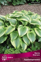 Хоста Форчуна Ауреомаргината (в пакете 1 шт) корневищные (Голландия)