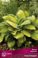 Хоста Форчуна Голд Стандарт (в пакете 1 шт) корневищные (Голландия)