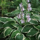 хоста Форчуна Франсе (в пакете 1 шт) корневищные (Голландия)