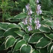 Хоста Форчуна Франсе (в пакете 1 шт) корневищные (Голландия)