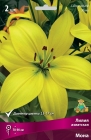 лилия азиатская Мона (в пакете 7 шт) цена за пакет луковичные (Голландия)