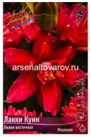 Лилия восточная махровая Лакки Куин (в пакете 5 шт) цена за пакет луковичные (Голландия)