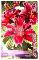 Лилия восточная махровая Фабиенн (в пакете 5 шт) цена за пакет луковичные (Голландия)