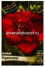 лилейник махровый Редикюлиоус (в пакете 1 шт) корневищные (Голландия)