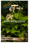 хоста Роял Стандарт (в пакете 1 шт) корневищные (Голландия)