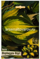 Хоста Форбидден Фрут (в пакете 1 шт) корневищные (Голландия)