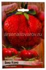 земляника садовая поздняя Вима Ксима (в пакете 5 шт) цена за пакет саженцы (Голландия)